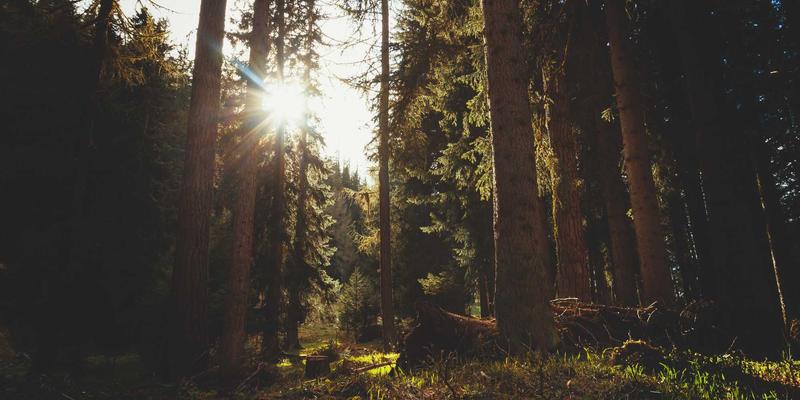 河北商业指南：安国药材市场如何融合传统优势与现代科技，引领中医药产业发展新机遇