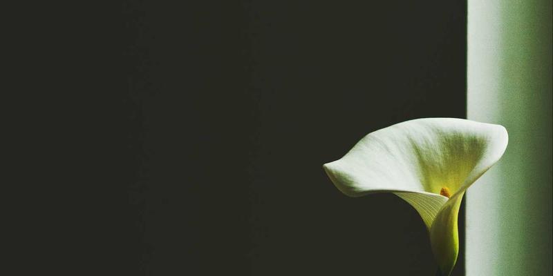 河北白洋淀生态治理与绿色发展：雄安新区生态屏障的修复之路与本地商机